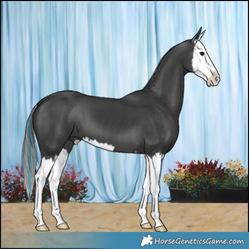 Horse Color:Painted Black Mushroom Splash 