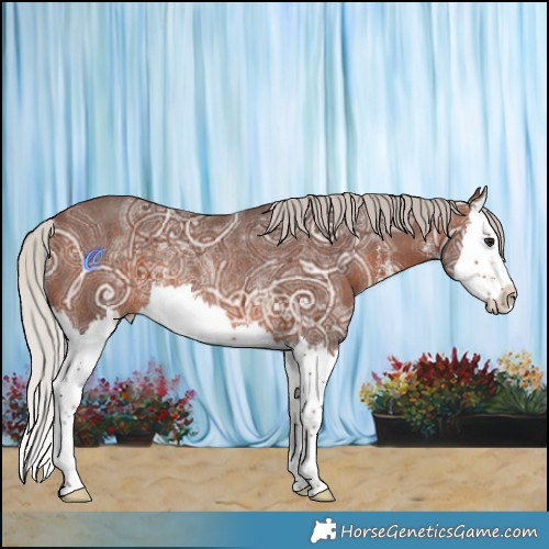 Horse Color:White Spotted Silver Brown Ice Splash Rabicano 