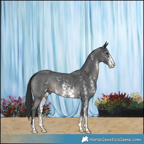 Horse Color:Black Sabino 