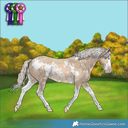 Horse Color:White Spotted Cremello Splash Rabicano 