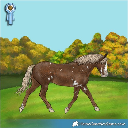 Horse Color:White Spotted Chocolate Palomino Splash