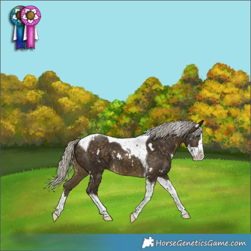 Horse Color:White Spotted Silver Buckskin Splash Tobiano