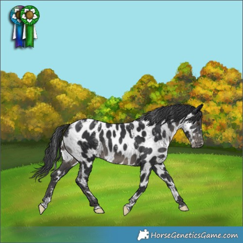 Horse Color:Powder White Black Near Leopard