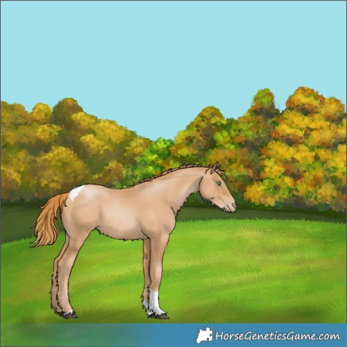 Horse Color:Chestnut Pearl Tobiano 