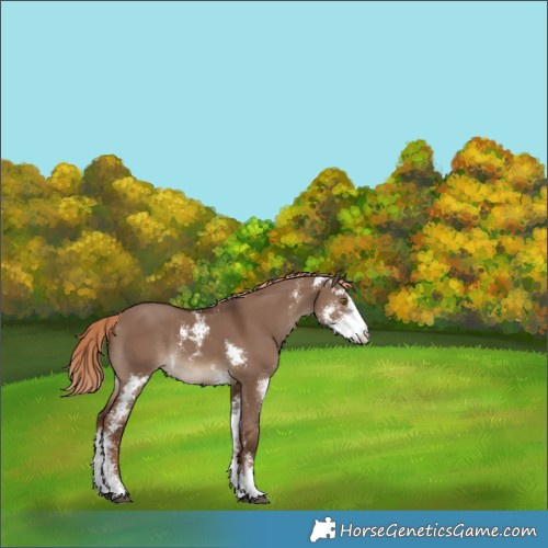 Horse Color:Liver Red Dun Sabino Rabicano 