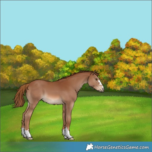 Horse Color:Chestnut 