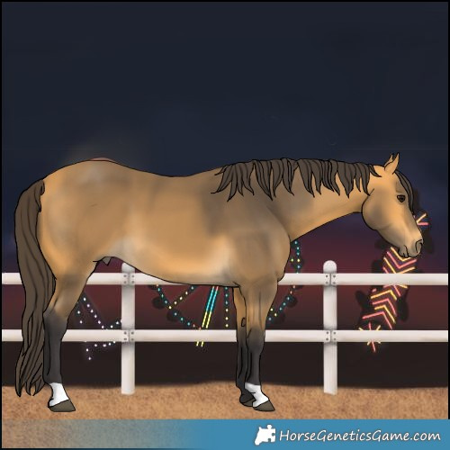 Horse Color:Buckskin 
