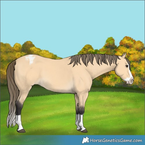 Horse Color:Buckskin Splash Varnish 
