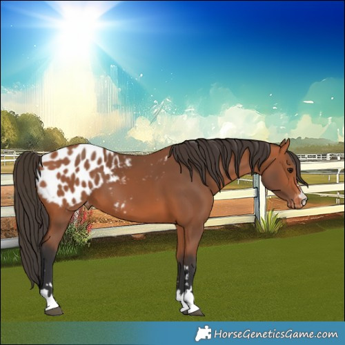 Horse Color:Bay Blanket