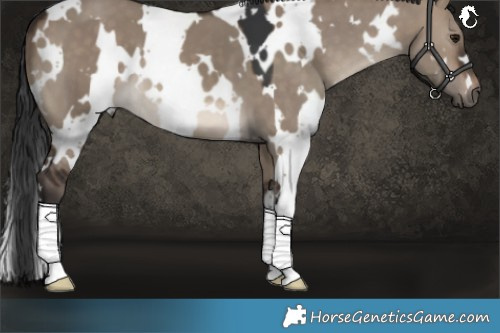 Horse Color:White Spotted Brown Dun