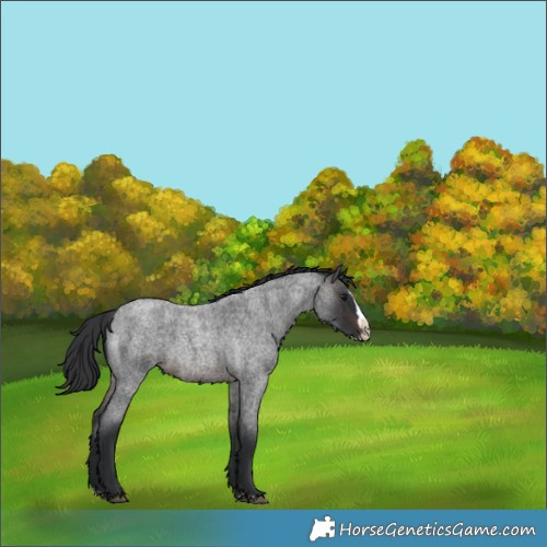 Horse Color:Brown Roan Splash Rabicano
