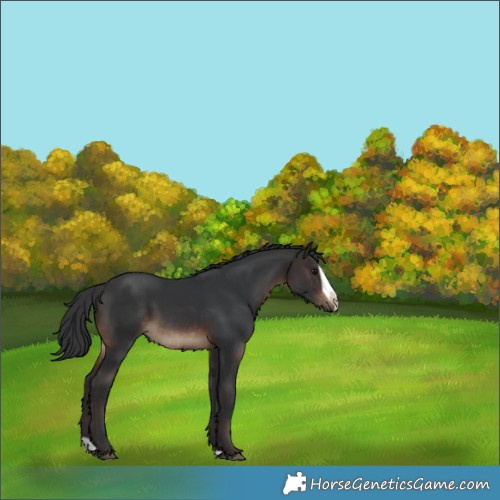 Horse Color:Brown Splash Rabicano 