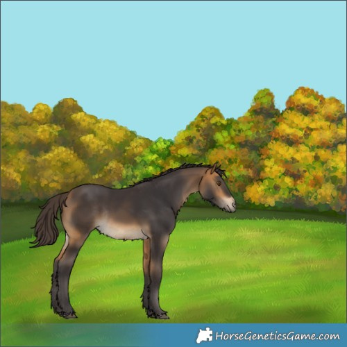Horse Color:Buckskin Rabicano
