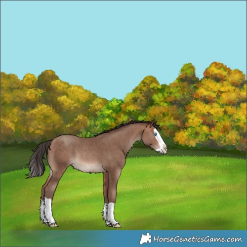 Horse Color:Sable Champagne Splash Rabicano
