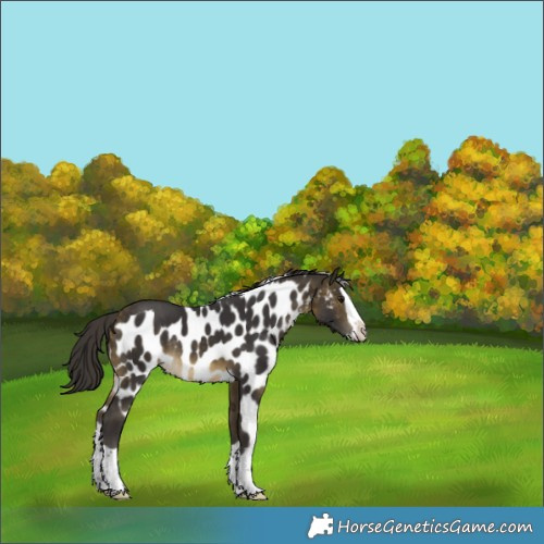 Horse Color:Buckskin Splash Skewed LP Spotted Rabicano 