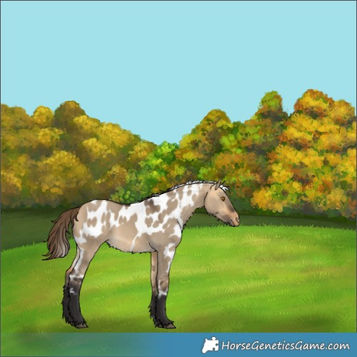 Horse Color:Buckskin Dun Skewed LP Spotted Rabicano 