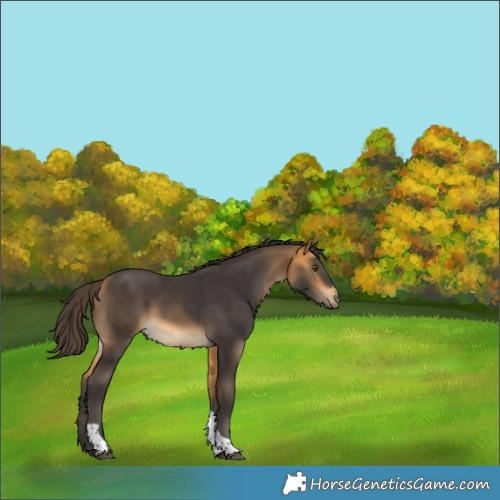 Horse Color:Buckskin Tobiano Rabicano