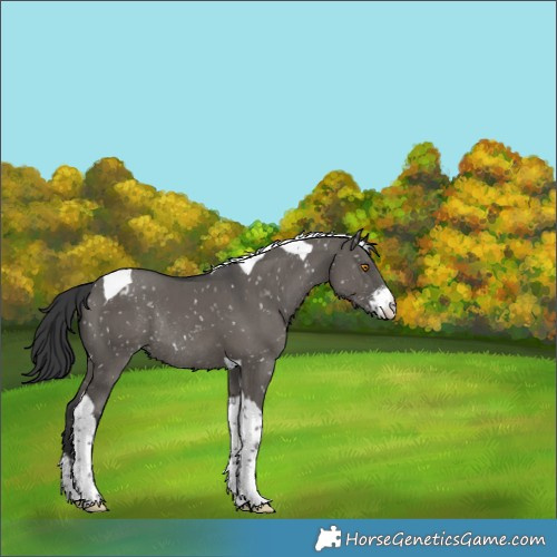 Horse Color:Grullo Sabino Tobiano Snowflake VarnishRabicano Brindle