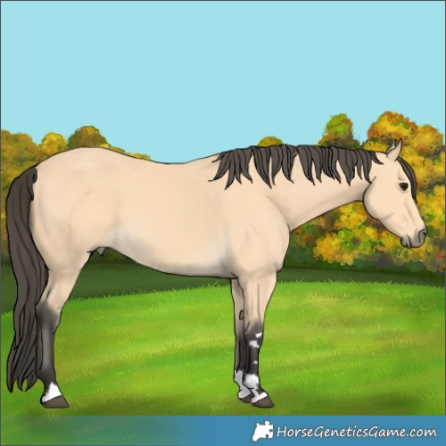 Horse Color:Buckskin
