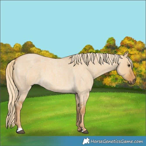 Horse Color:Palomino Roan Dun 