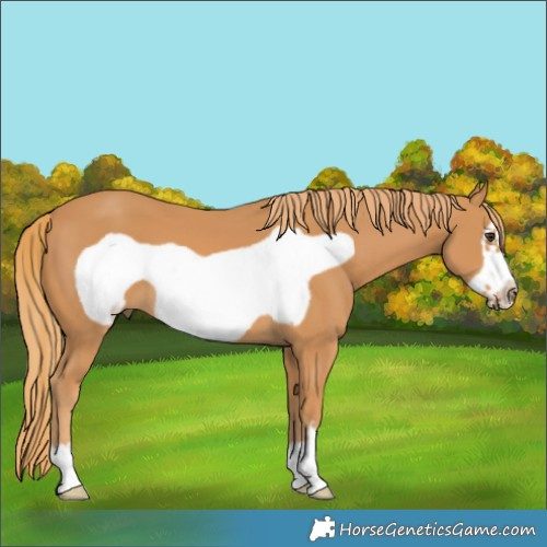 Horse Color:Chestnut Frame