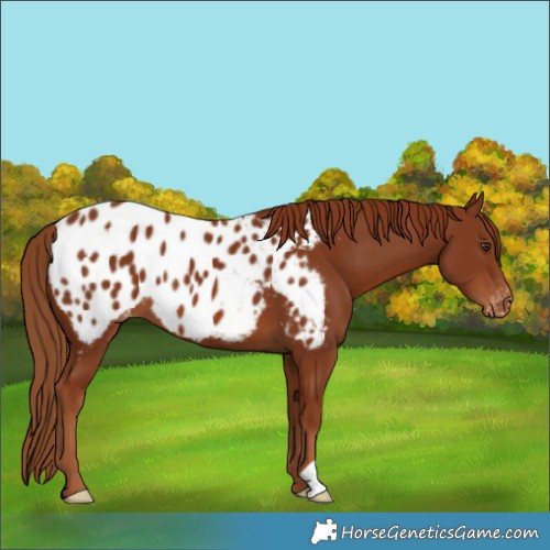 Horse Color:Chestnut Blanket 