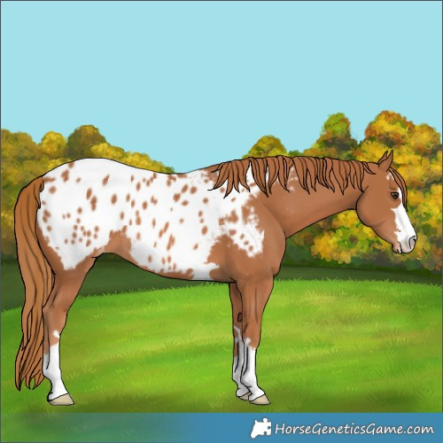 Horse Color:Chestnut Blanket
