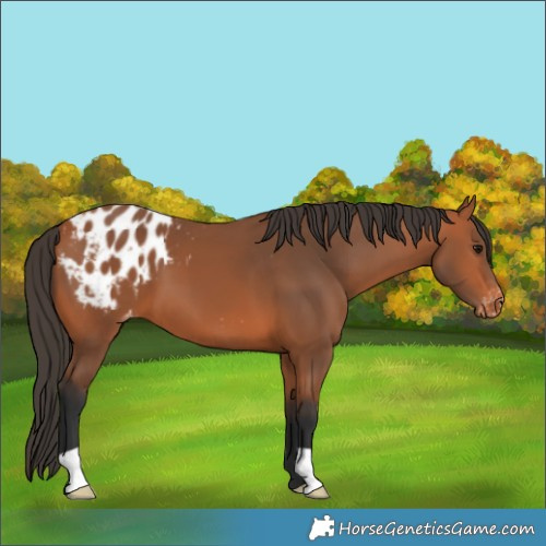 Horse Color:Bay Blanket