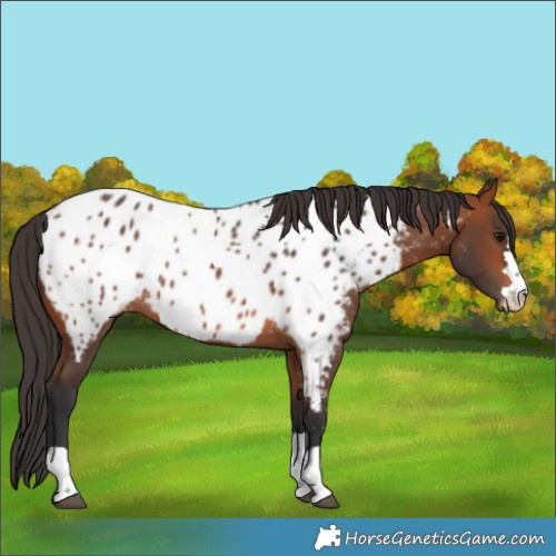 Horse Color:Bay Near Leopard