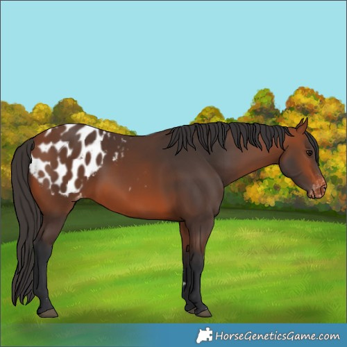 Horse Color:Bay Blanket 