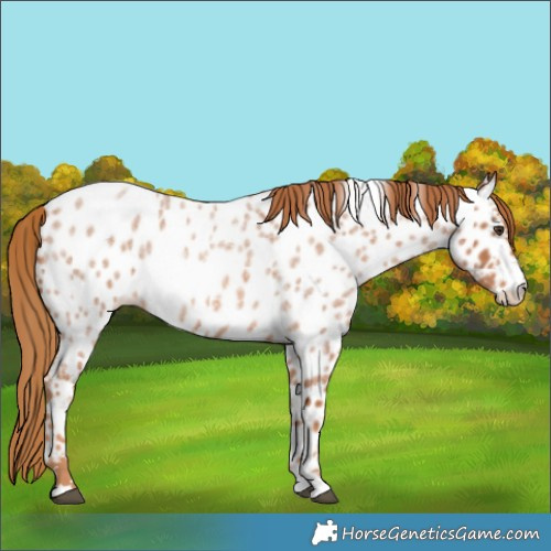 Horse Color:Red Roan Near Leopard 