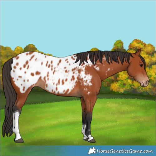 Horse Color:Bay Tobiano Blanket
