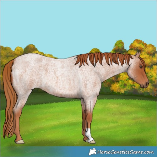 Horse Color:Red Roan