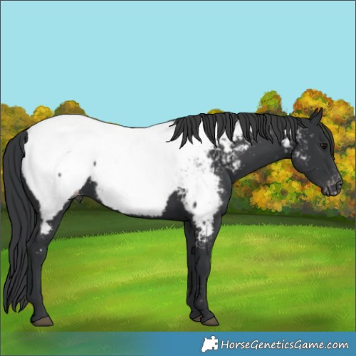 Horse Color:Black Near Fewspot