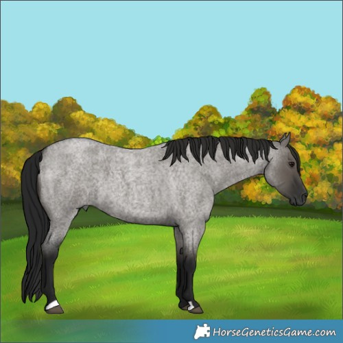 Horse Color:Gray Smoky Grullo Roan