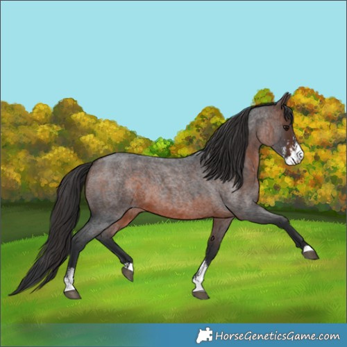 Horse Color:Brown Roan Sabino