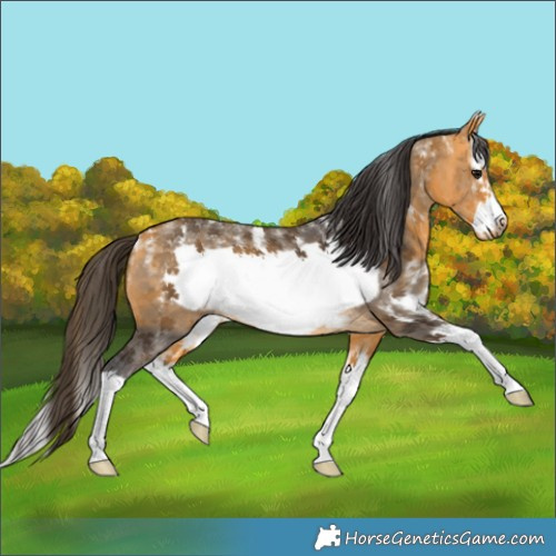 Horse Color:Powder White Buckskin Sabino Splash Frame Rabicano 