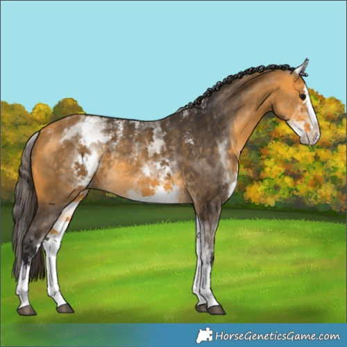 Horse Color:Powder White White Spotted Buckskin Splash Rabicano