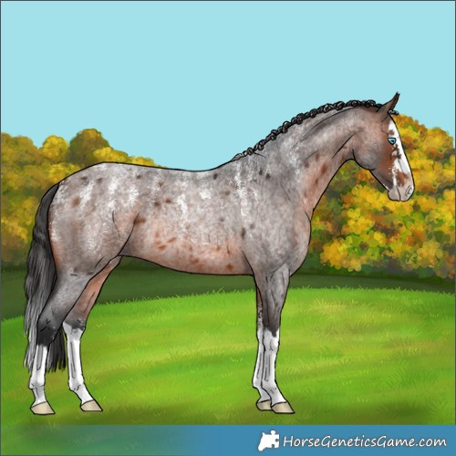 Horse Color:Powder White Brown Roan Splash Rabicano 