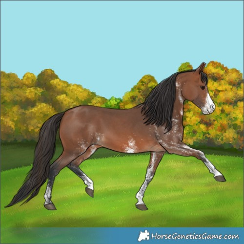 Horse Color:White Spotted Bay