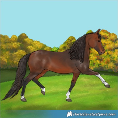 Horse Color:Bay Tobiano 