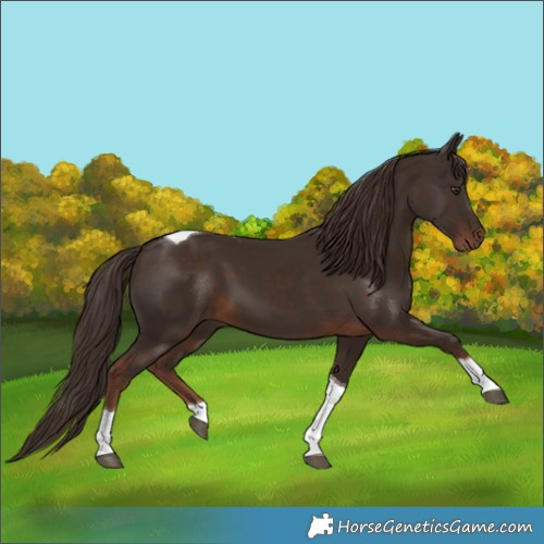 Horse Color:Liver Chestnut Tobiano
