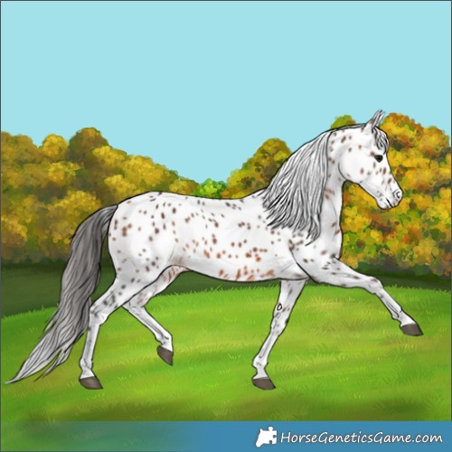 Horse Color:White Spotted Bay Leopard 