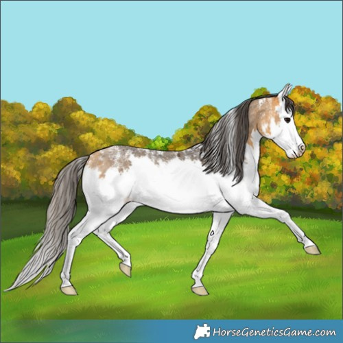 Horse Color:Powder White Buckskin Roan Splash Rabicano