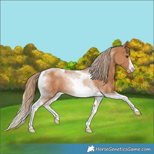 Horse Color:Chestnut Tobiano 