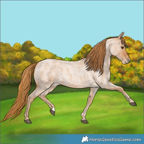 Horse Color:Red Roan 