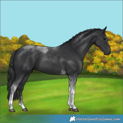 Horse Color:Black Tobiano 
