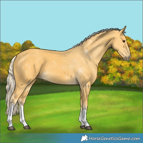 Horse Color:White Spotted Palomino
