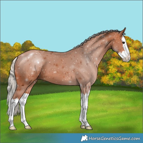 Horse Color:Silver Bay Splash 