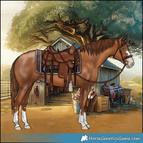 Horse Color:Gray Gold Champagne 